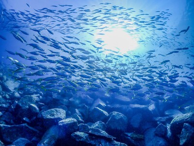 山形の夏をいただく。あつみ温泉 萬国屋が「食の都」 庄内の豊かな食文化を堪能できる夏会席プランを予約受付開始。