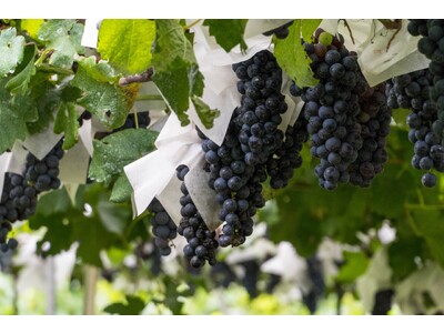 山形・かみのやまで心に残る夏の思い出を。ほろ酔いワイン祭りや夜空を彩る花火大会…かみのやま温泉 日本の宿古窯が“地域のお祭りを楽しむ”体験型宿泊プランを予約受付開始。