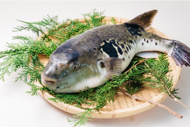 天然を超えた養殖とらふぐ！天然よりも6倍の旨味成分を持つ、ブランドとらふぐ「六福(R)-ROPPUKU-」が11月1日より今季の販売を開始！