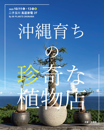 農園直送！ やちむん鉢とのコーディネートも楽しめる「沖縄育ちの珍奇な植物店 」by W-PLANTS を二子玉川 蔦屋家電で3日間限定開催。