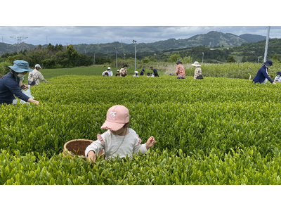 世界農業遺産の畑で新茶摘み体験　製茶工場見学も　掛川市で4月29日（水祝）〔静岡〕