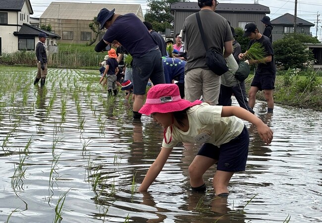 田植えから稲刈りまで家族で体験　さいたま市岩槻区で生産者に教わる米作り5月30日（土）〔埼玉〕