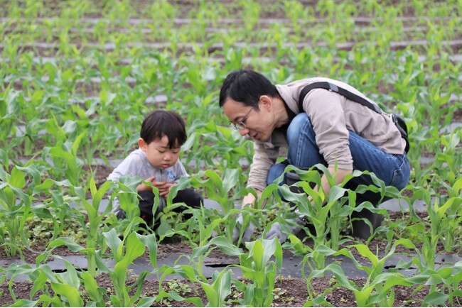 トウモロコシ畑の草取りや小松菜の収穫体験　昭和村「宮田さんち」の畑で　6月6日（土）〔群馬〕