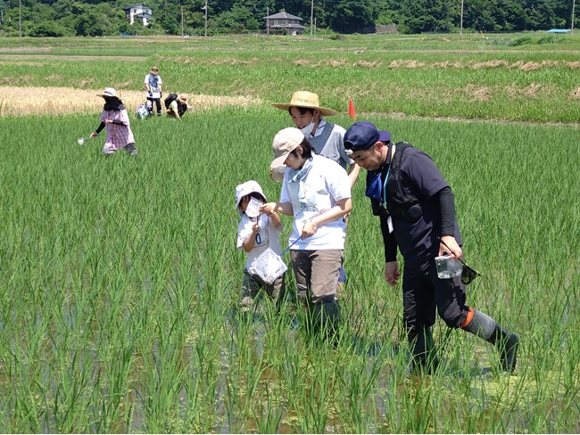 北杜市の田んぼで生き物調査　子どもたちと感じる生物多様性　6月28日（日）〔山梨 長野〕