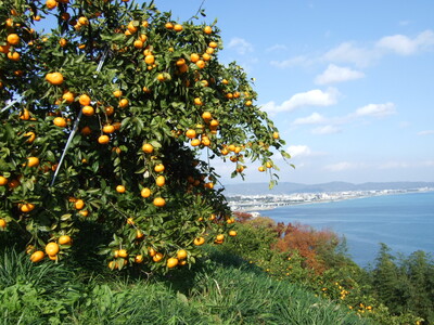 小田原から生産者招き調理で交流　甲斐市でみかんづくしのフルコース9月9日（水）〔山梨 長野〕
