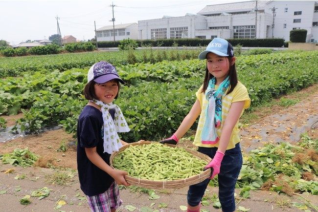7月16日(土)伊勢崎で枝豆収穫体験