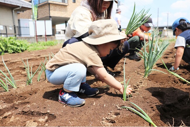 伊勢崎市で見守る赤ねぎやさつまいもの成長　全4回の農業体験会始動　5月31日（土）〔群馬〕