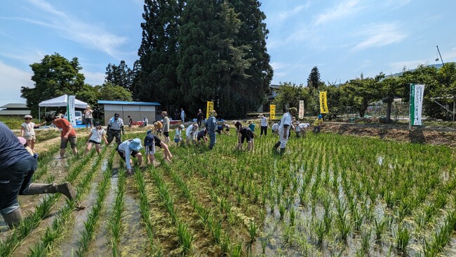山形の田んぼに暮らす生き物は？　最上川清流の米どころで草取り体験　6月21日（土）22日（日）〔東京〕