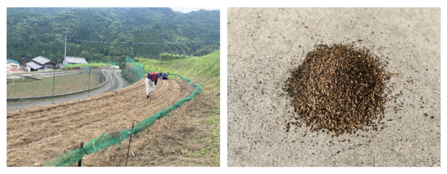 循環型の食料生産に向けてコオロギ飼育残渣の肥料効果を検証、「コオロギフラス」の農業肥料活用を目指した実証実験