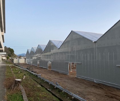 薩摩川内市の旧東郷中学校廃校地を胡蝶蘭栽培で有効活用10連棟の胡蝶蘭ハウスのお披露目会を6月24日に開催