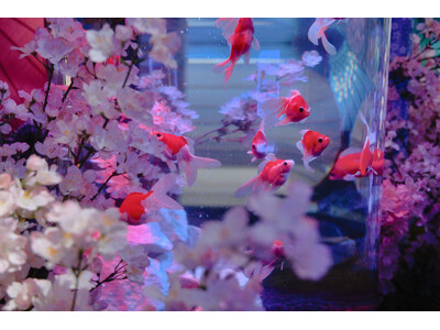 【お台場アク和リウム】昨年の倍となる600本の桜で迎える「桜展-2024」を開催！白と黄色の調和が美しい...