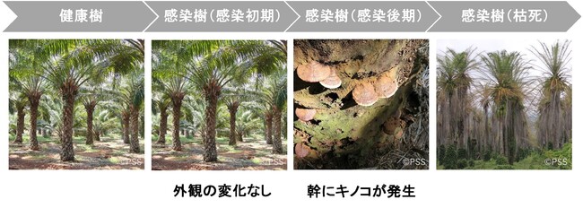 パーム農園でのガノデルマ病害モニタリング技術確立にむけ株式会社ポーラスター・スペースと業務提携開始