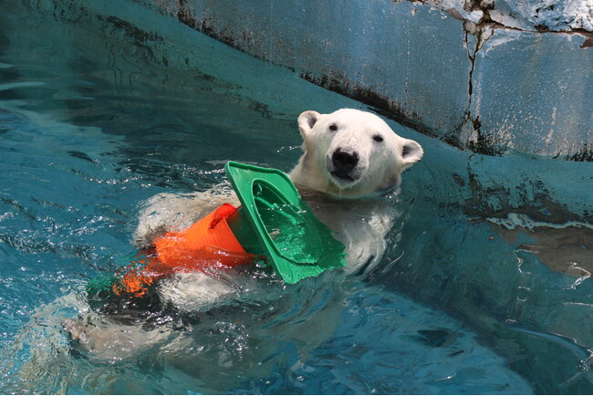 動物とっておき話#110周年SP「ホネからわかるホッキョクグマのひみつ──動物を“かたち”で学ぶ」開催のお知らせ