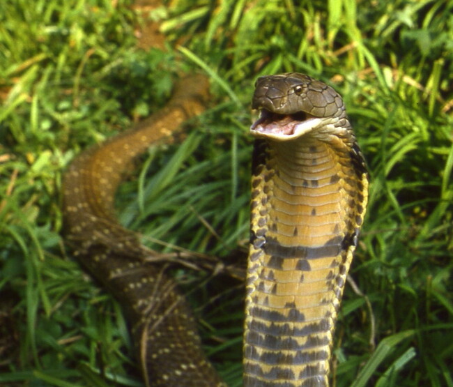 プレスリリース「【NHKカルチャー】ジャパン・スネークセンターの所長＆研究員が語る！「ヘビ学入門　目からウロコのお話」」のイメージ画像