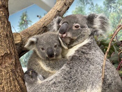 コアラ飼育数日本一を誇る鹿児島市平川動物公園飼育員による「すごいコアラ!~コアラの魅力と飼育について~」...