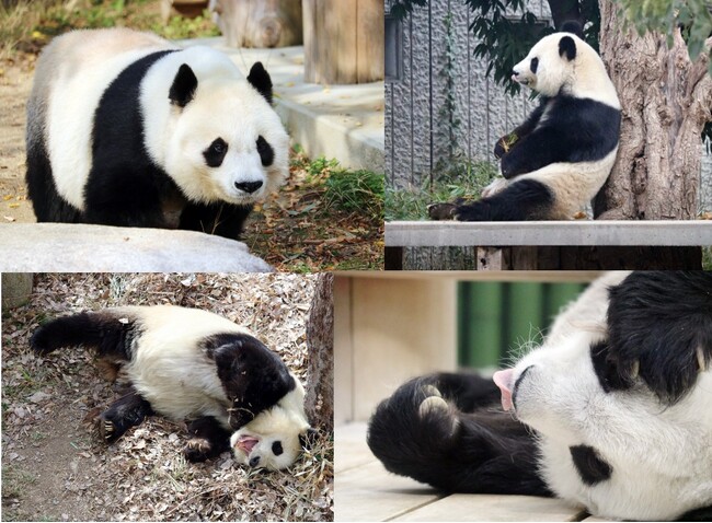 プレスリリース「【NHKカルチャー】パンダライター二木繁美さんによる「また会える気がして～本と記憶でたどるタンタンお嬢様と過ごした日々」【2026年3月28日（土）16時00分～】」のイメージ画像