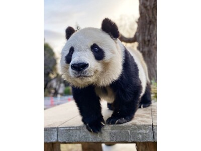 【NHKカルチャー】NHK「ごろごろパンダ日記」制作陣による特別講座「NHK『ごろごろパンダ日記』～舞台裏トーク～」タンタンを見つめたふたりが語る名場面と制作秘話【4月4日（土）13:30～】