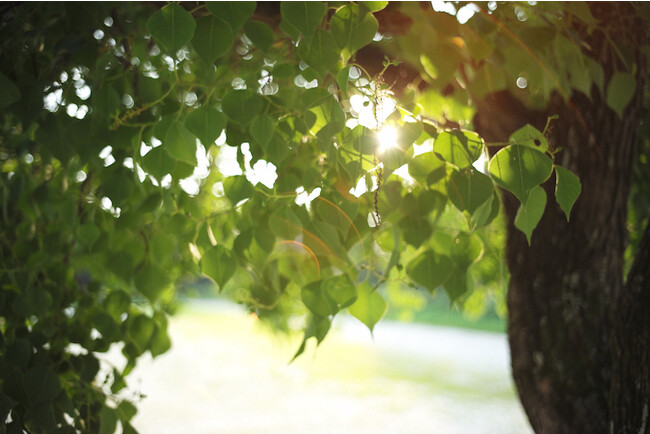 yE100{zL39}EgΉ́uLIGHT LENS LAB LTM 35mm f/2ijv 