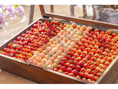 春空テラスでお花見気分　旬のいちごスイーツビュッフェ付きランチが期間限定で登場　いちごのフレンチトースト...