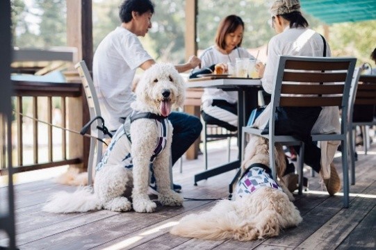 貸切バスで行く！豊洲・新宿発　愛犬と秋の埼玉　満喫ツアー「～TOBU Doggy Doggy BUS～」を実施