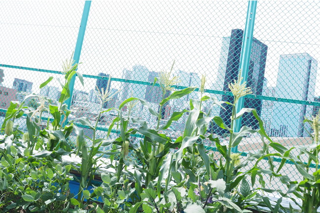 夏休みの１日の収穫で100キロ達成！