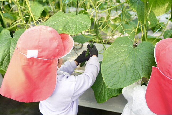 welzo研究農場×内浜保育園 きゅうり収穫体験を実施しました