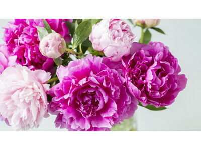 【青山シャクヤク祭り】優雅で凛とした美しさが魅力の芍薬。どっさり飾って、たっぷり楽しめる花祭りを開催！