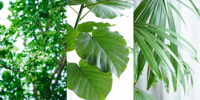 【parkERs】心理的効果を狙った「室内緑化」が実験的に証明。オランダ学術誌に採択