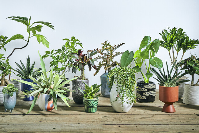 3月28日新店「青山フラワーマーケット 大井町トラックス店」オープン。最大面積の観葉植物売り場で「一点もの」などを展開