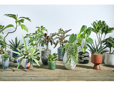 3月28日新店「青山フラワーマーケット 大井町トラックス店」オープン。最大面積の観葉植物売り場で「一点も...