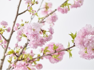 3月27日はさくらの日。日本が誇るお花見を、ぜひ青山フラワーマーケットで。室内で贅沢なひとときを。