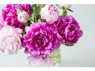 【青山フラワーマーケット】”旅する生花”第4弾。5月は生産量第1位の長野県から、新幹線で輸送した旬の花「シャクヤク」2,000本をグランスタ東京・エキュート品川にて販売します