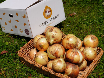 【熊本発・春の2ヶ月間だけの味】水にさらさず食べられる新玉ねぎ、甘みとみずみずしさ際立つ希少品種「つなぎ琥珀玉ねぎ」限定販売