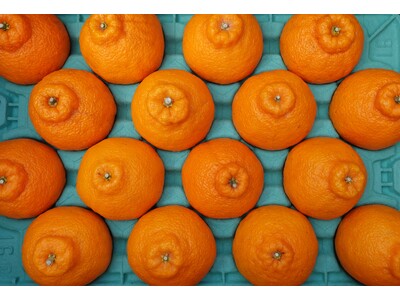 【母の日ギフトにも】基準値超えの糖度15度！とろける甘さの極熟『不知火（しらぬい）』春季限定で熊本から産地直送