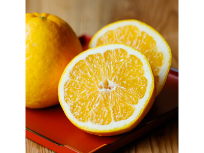 愛媛より旬が到来【初夏の渇きを潤す“食べるジュース”】樹上完熟の『河内晩柑（かわちばんかん）』―偶然から生まれた不思議なフルーツが産地直送で販売開始