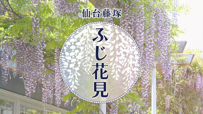 アクアイグニス仙台で「仙台藤塚　ふじ花見」イベントを初開催！