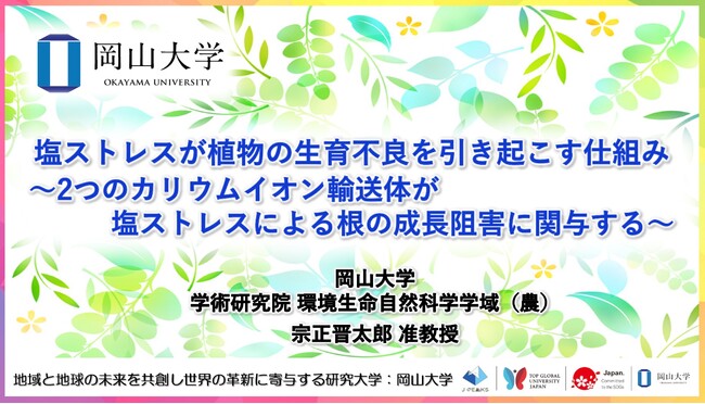 【岡山大学】塩ストレスが植物の生育不良を引き起こす仕組み -2つのカリウムイオン輸送体が塩ストレスによる根の成長阻害に関与する-