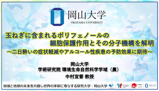 【岡山大学】玉ねぎに含まれるポリフェノールの細胞保護作用とその分子機構を解明～二日酔いの症状軽減やアルコール性疾患の予防効果に期待～