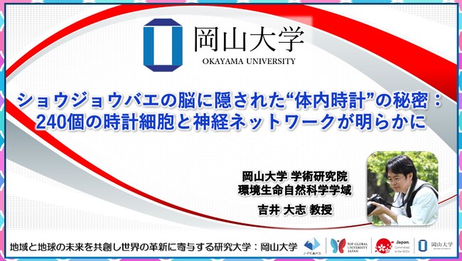 【岡山大学】ショウジョウバエの脳に隠された“体内時計”の秘密：240個の時計細胞と神経ネットワークが明らかに