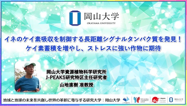 【岡山大学】イネのケイ素吸収を制御する長距離シグナルタンパク質を発見！ケイ素蓄積を増やし、ストレスに強い作物に期待