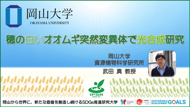 【岡山大学】穂の白いオオムギ突然変異体で光合成研究