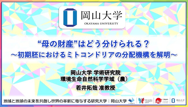【岡山大学】“母の財産”はどう分けられる？～初期胚におけるミトコンドリアの分配機構を解明～