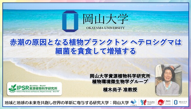 【岡山大学】赤潮の原因となる植物プランクトン ヘテロシグマは細菌を貪食して増殖する