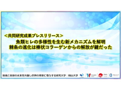 魚類ヒレの多様性を生む新メカニズムを解明　棘条（きょくじょう）の進化は棒状コラーゲンからの解放が鍵だった〔東北大学, 岡山大学〕