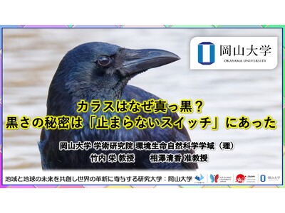 【岡山大学】カラスはなぜ真っ黒？―黒さの秘密は「止まらないスイッチ」にあった