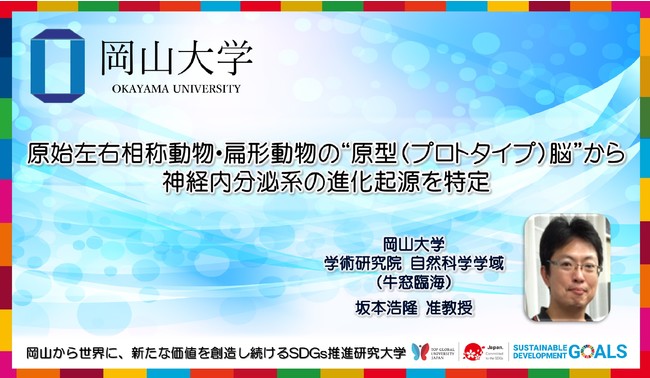 【岡山大学】原始左右相称動物・扁形動物の“原型（プロトタイプ）脳”から神経内分泌系の進化起源を特定