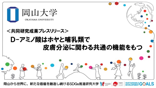 【岡山大学】D-アミノ酸はホヤと哺乳類で皮膚分泌に関わる共通の機能をもつ