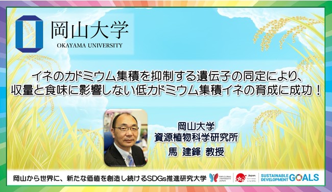 【岡山大学】イネのカドミウム集積を抑制する遺伝子の同定により、収量と食味に影響しない低カドミウム集積イネの育成に成功！