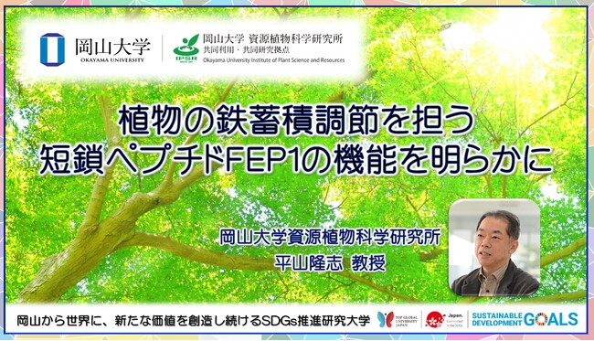 【岡山大学】植物の鉄蓄積調節を担う短鎖ペプチドFEP1の機能を明らかに