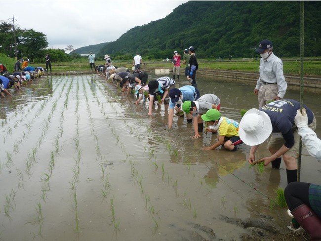 【相模原市】子どもたちが田植えなどを通じて農業に触れて学べるイベントを開催しました